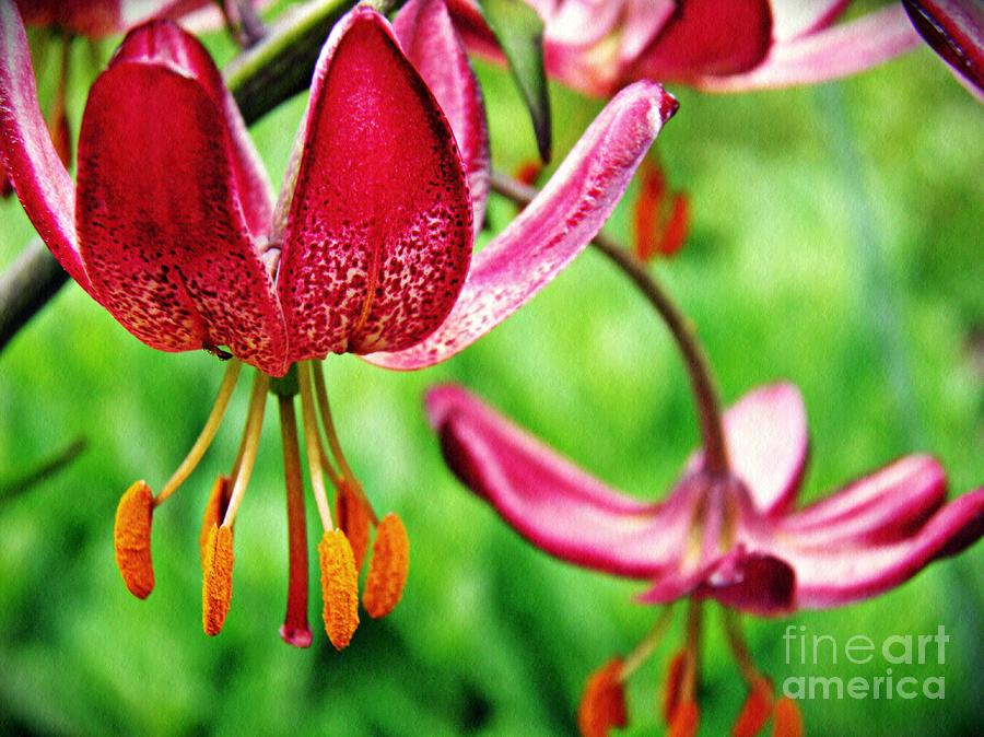 Lily Photograph - Garden Jewels 1 by Sarah Loft