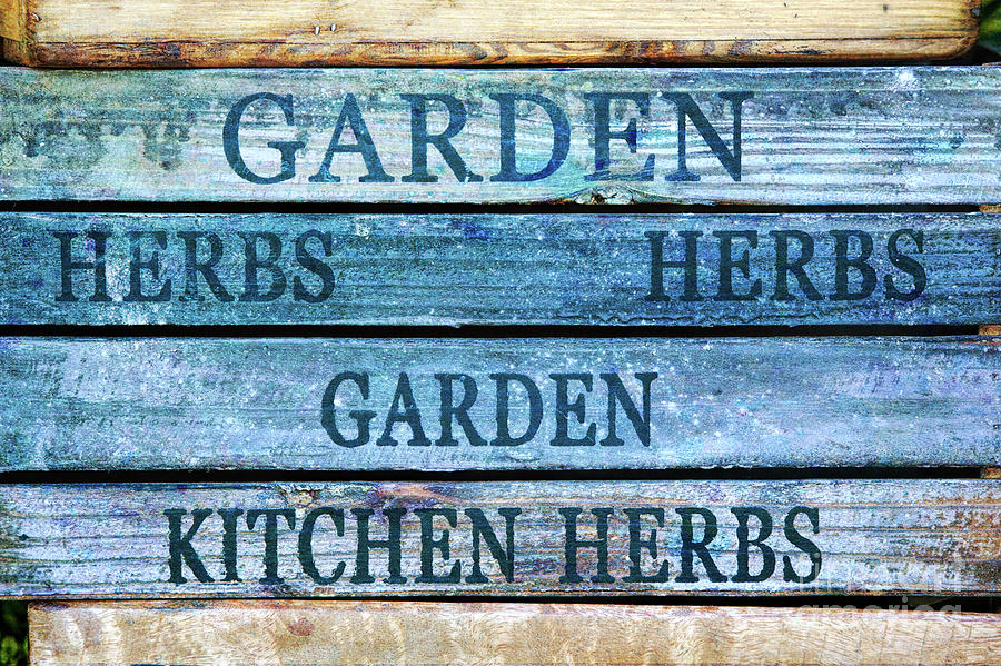 Garden Kitchen Herbs Photograph by Tim Gainey