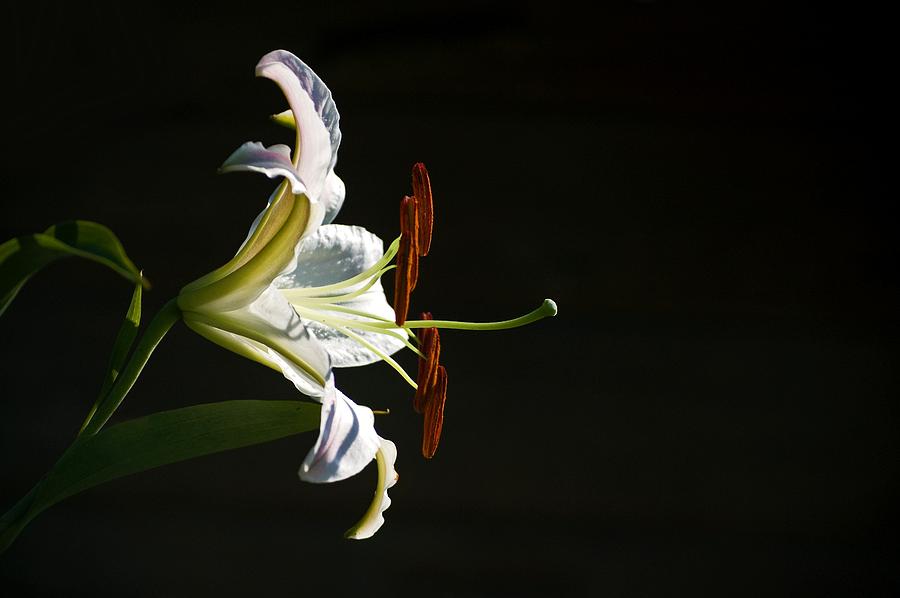 Garden Lily Photograph by Elsa Santoro