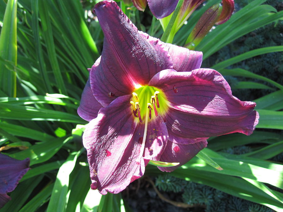 Garden Lily Photograph by Lori Chartier