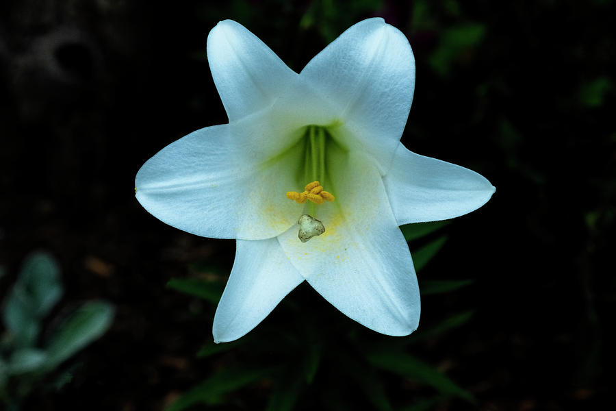 Garden Lily Photograph by Tom Singleton