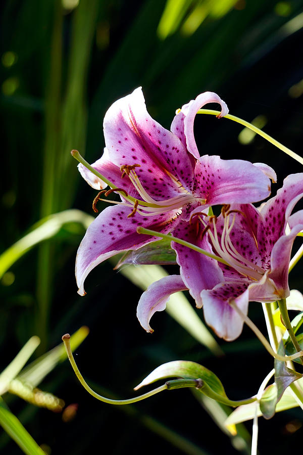 Garden Lily Photograph by Wayne Enslow