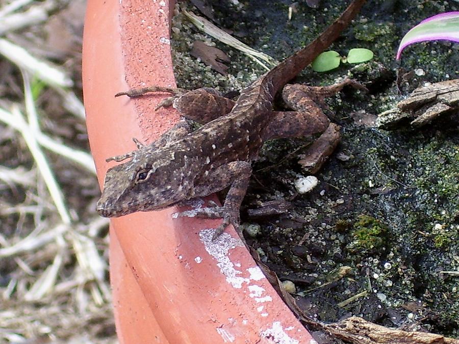 Garden Lizard 2 Photograph by Gigi Croom - Pixels