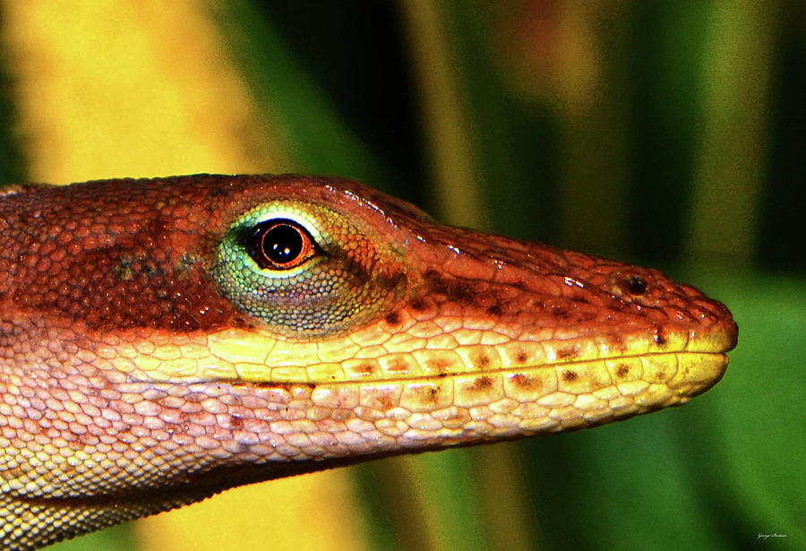 Garden Lizard - Got My Eye On You 001 Photograph by George Bostian