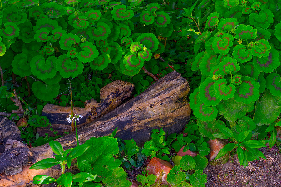 Garden Logs Photograph by Derek Dean