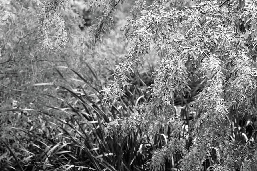 Lil Jon Photograph - Garden Marsh In Black and White by Jeanette C Landstrom