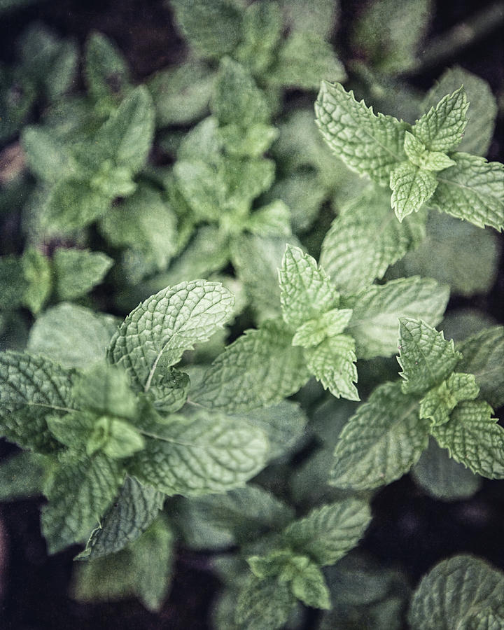 Green Photograph - Garden Mint by Lisa R