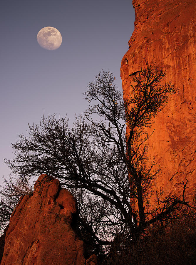 Sunset Photograph - Garden Moon by Darren White