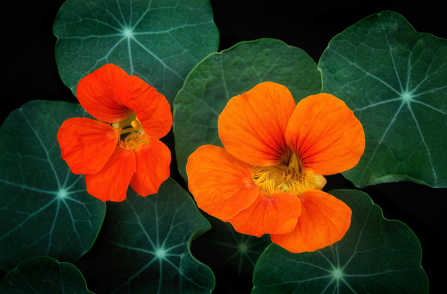 Garden Nasturtium Photograph by Carolyn Derstine