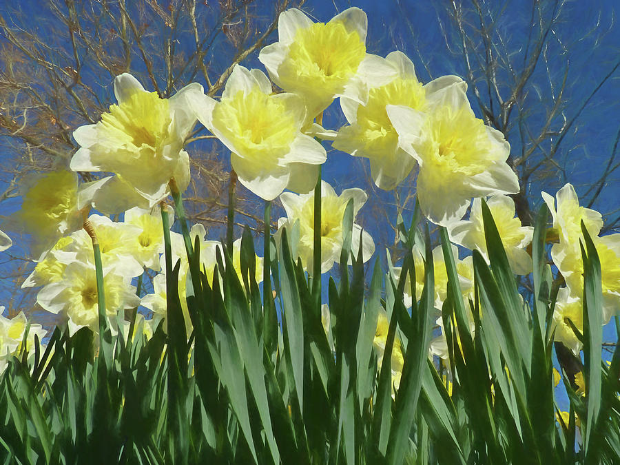 Garden of Daffodils Photograph by Donna Kennedy