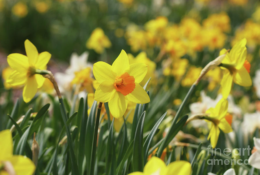 Garden of Daffodils Photograph by Rachel Cohen