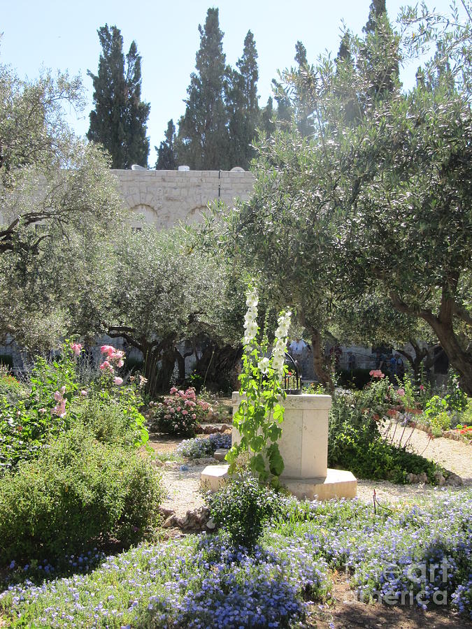 Garden of Gethsemane Photograph by Donna L Munro
