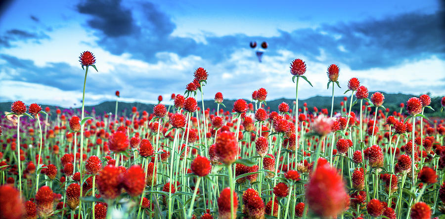 Fall Photograph - Garden of Globe Amaranth by Hyuntae Kim