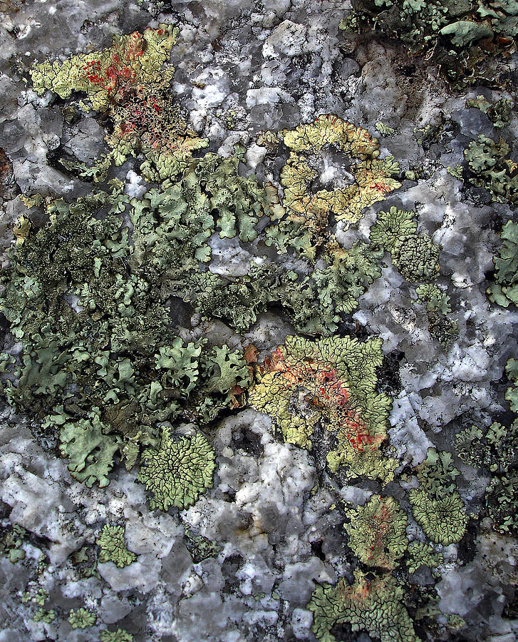 Garden of Lichen and Granite Photograph by Lynda Lehmann