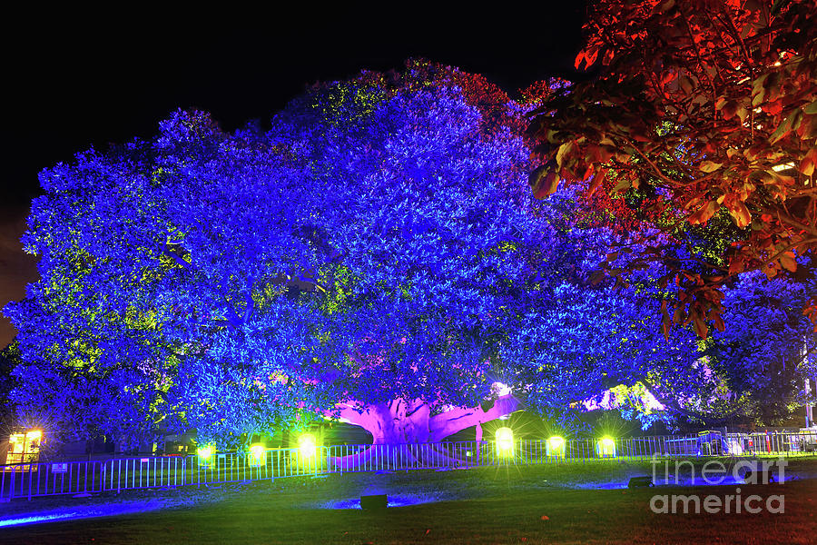 Tree Photograph - Garden of Light by Kaye Menner by Kaye Menner