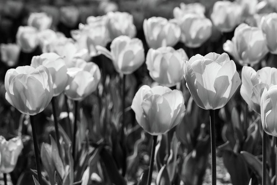 Garden of Red Tulips in Monochrome Photograph by SR Green