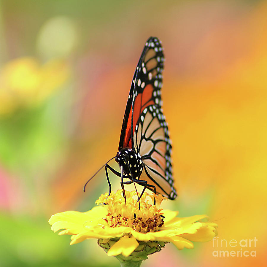 Butterfly Photograph - Garden of Summer by Darren Fisher