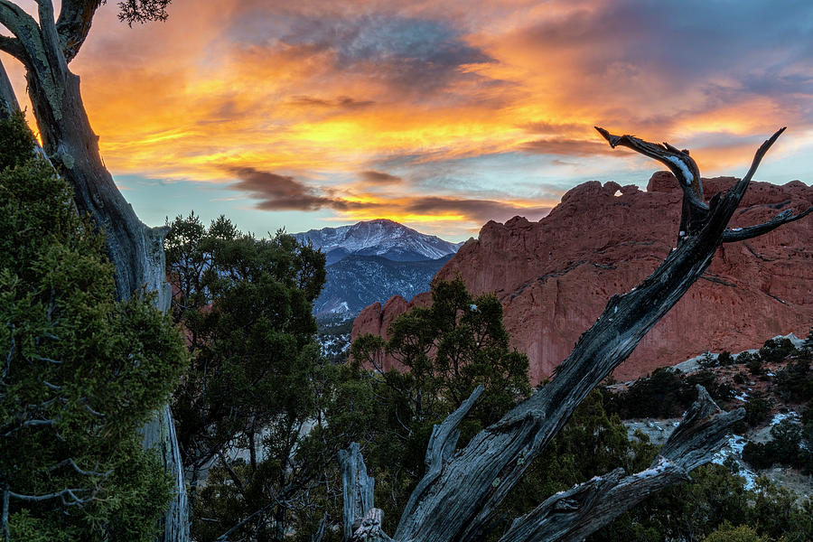 Garden of the Gods framed in the Twisted Tree Photograph by David Soldano