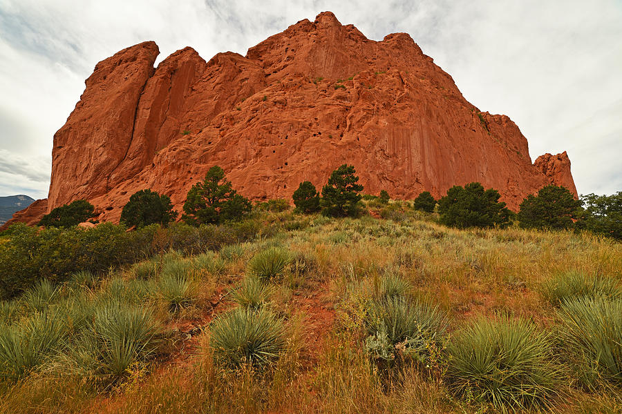 Tree Photograph - Garden of the Gods Plants Colorado Springs Manitou by Toby McGuire