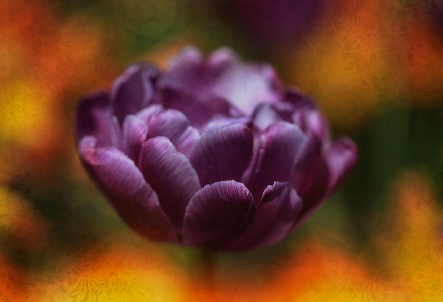 Garden of Tulips Photograph by Rachel Cohen