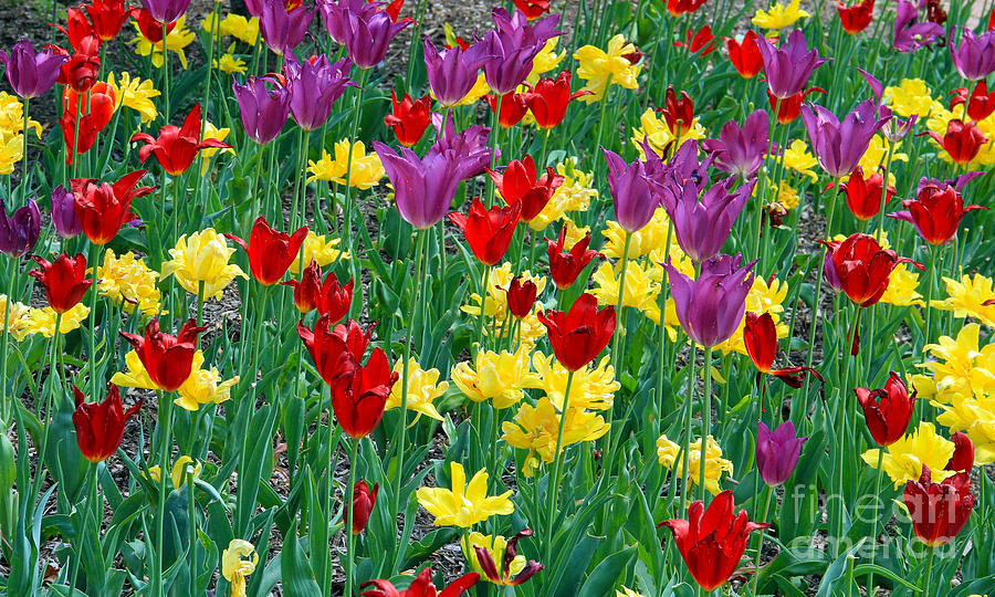 Garden of Tulips Photograph by Roger Becker
