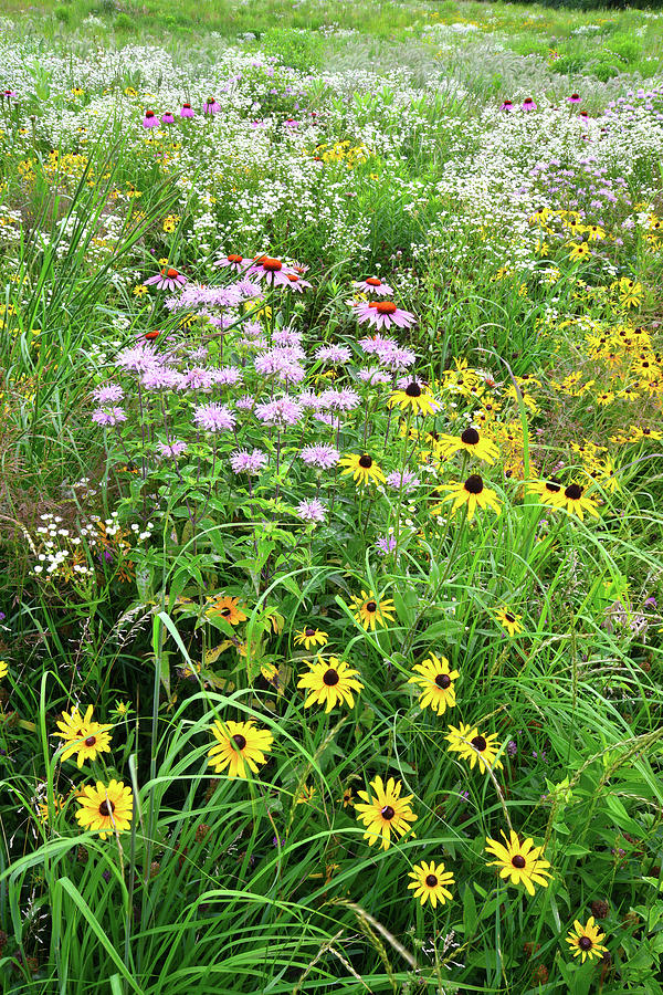 Garden of Wildflowers in Moraine Hills SP Photograph by Ray Mathis
