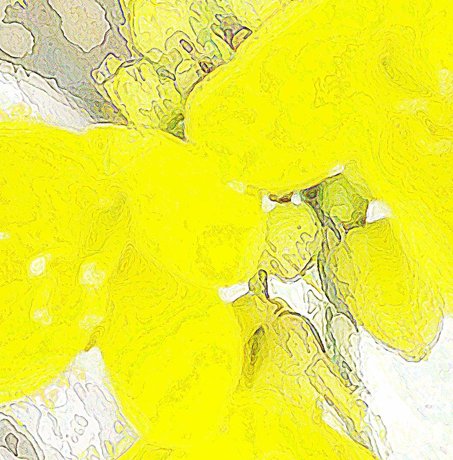 Garden of Yellow Photograph by Kathleen Voort