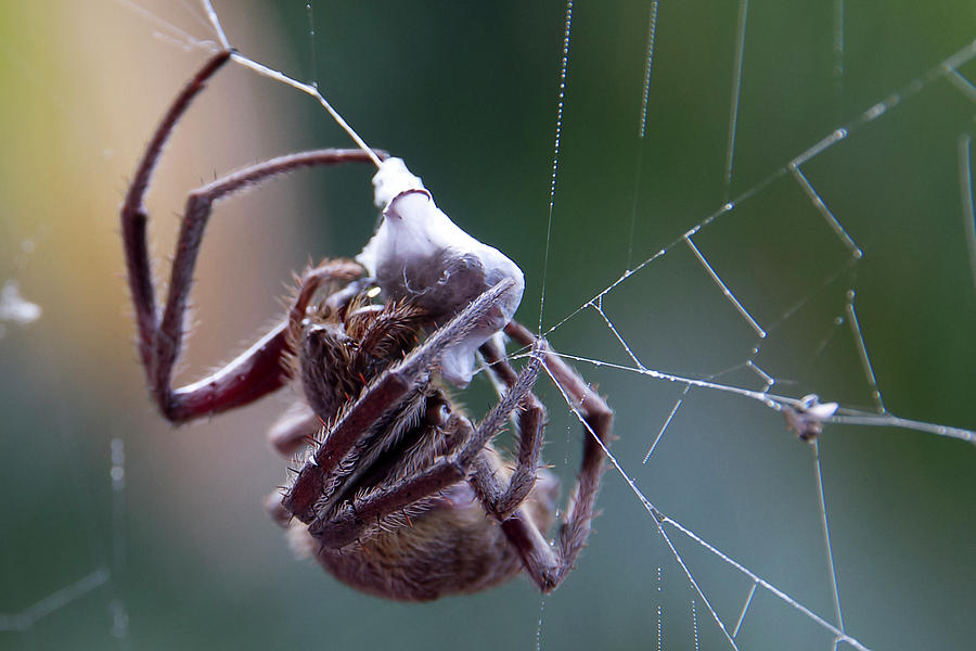 Spider Photograph - Garden Orb Weaver by Miroslava Jurcik