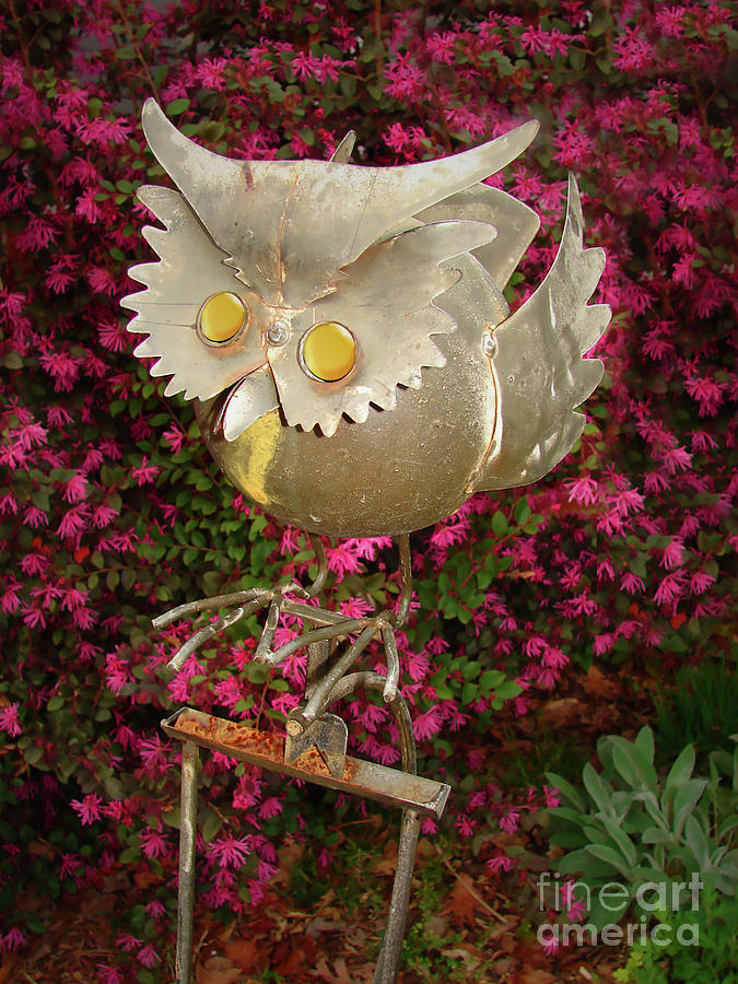 Garden Owl Photograph by Laura Brightwood