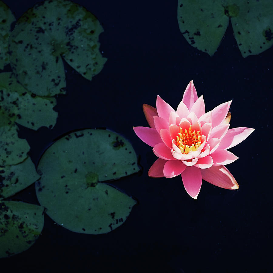 Water Lily Photograph - Garden Party For One by Jessica Manelis Water Lily Photograph - Garden Party For One by Jessica Manelis