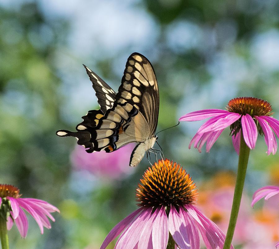 Garden Pastels Photograph by Terri Waselchuk - Fine Art America