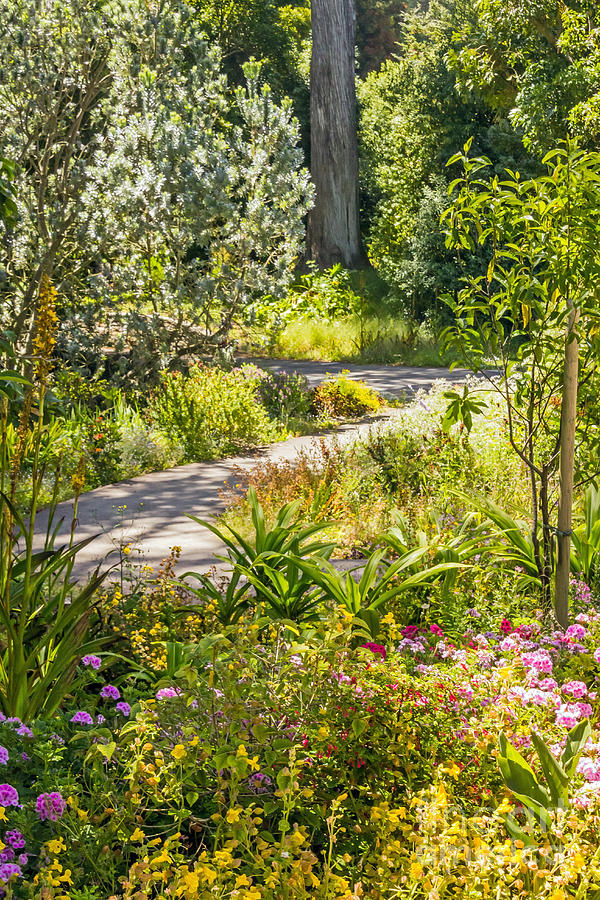 Garden Path Photograph by Kate Brown