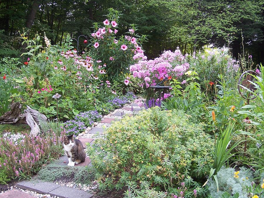 Garden Path With Flowers Of Pink And The Family Cat Photograph