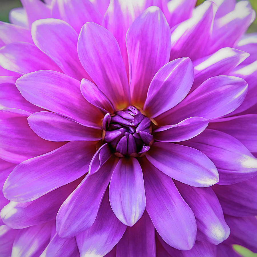 Pink Photograph - Garden Pink by Jessica Manelis Pink Photograph - Garden Pink by Jessica Manelis