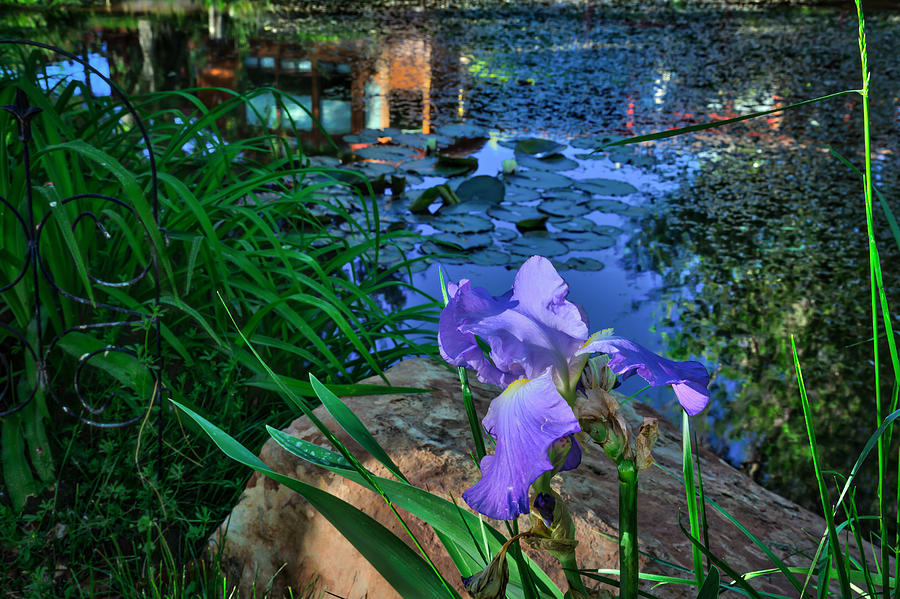 Garden Pond with Iris Photograph by Dennis Swena
