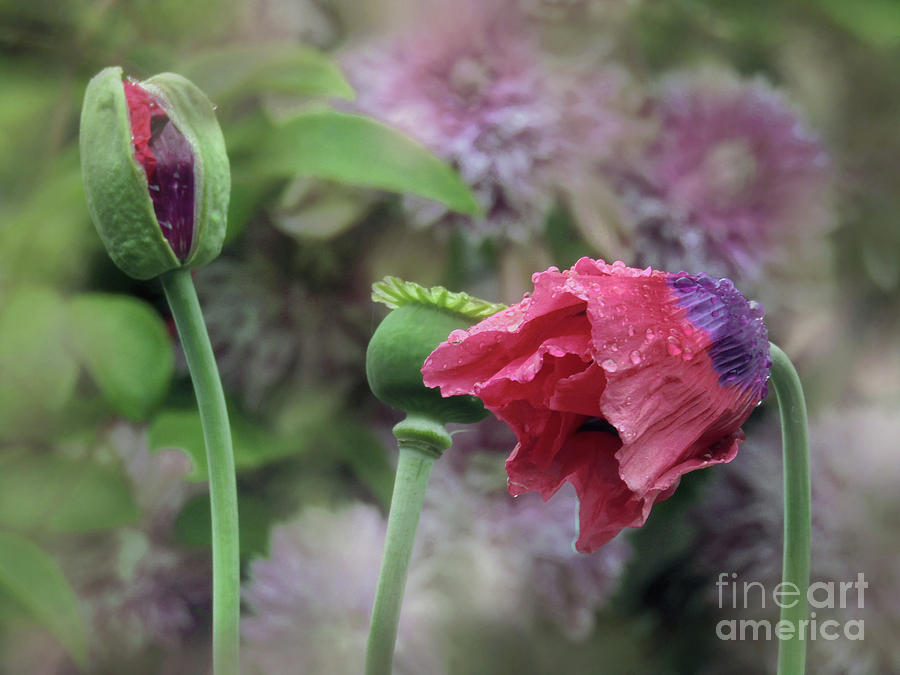 Garden Poppies  Photograph by Kim Tran