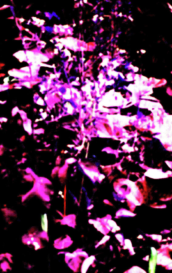 Garden Purple Photograph