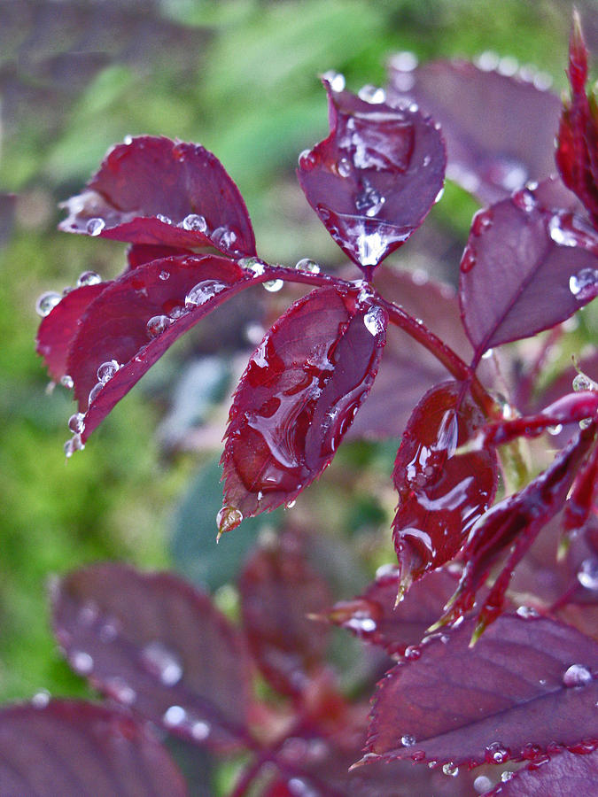 Garden Rain Photograph by Lisa Barr
