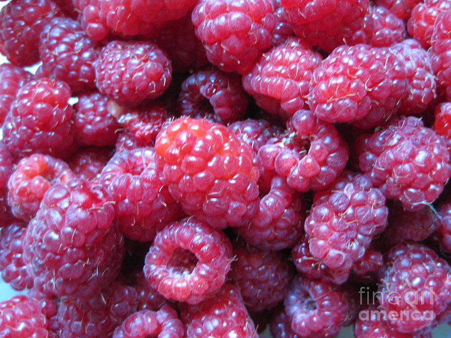 Garden Rasberries Photograph by Judy Via-Wolff