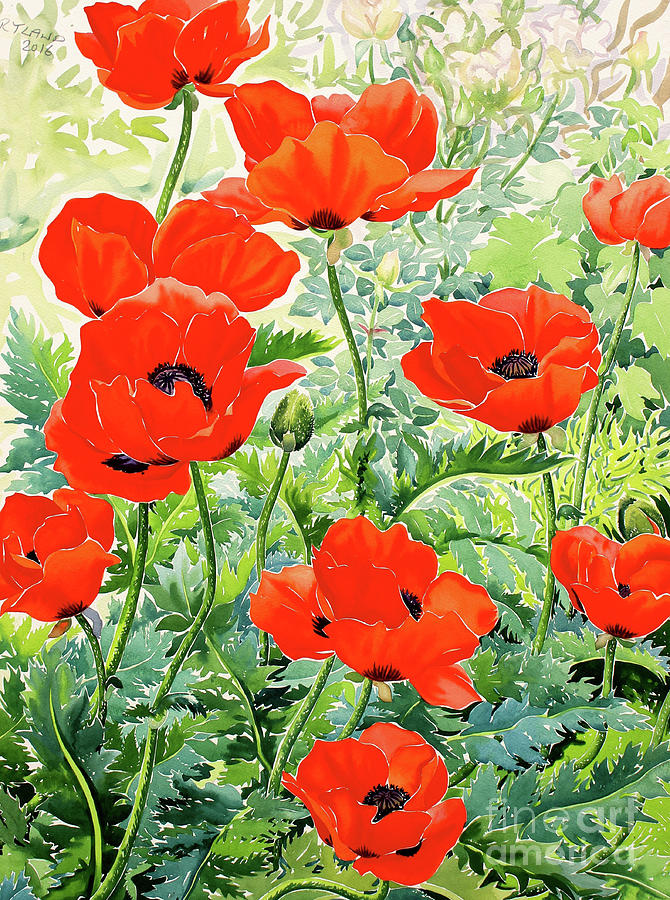 Poppy Painting - Garden Red Poppies by Christopher Ryland