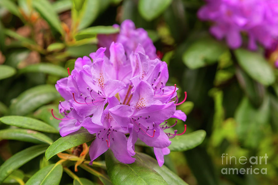 Garden Rhodoendron plant Photograph by Sophie McAulay