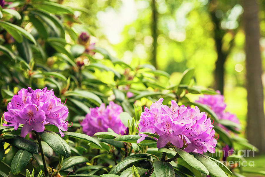 Garden Rododendron bush Photograph by Sophie McAulay
