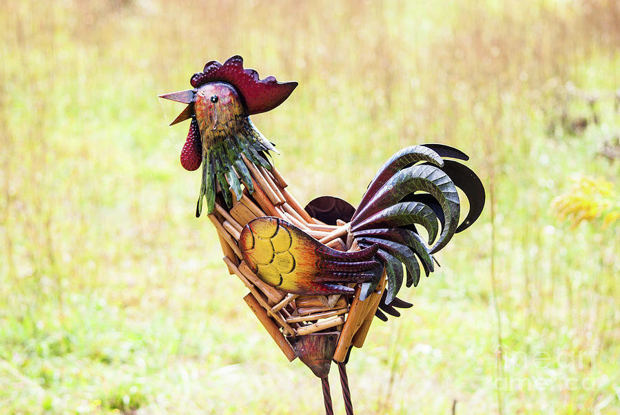 Garden Rooster Photograph by Kevin Gladwell