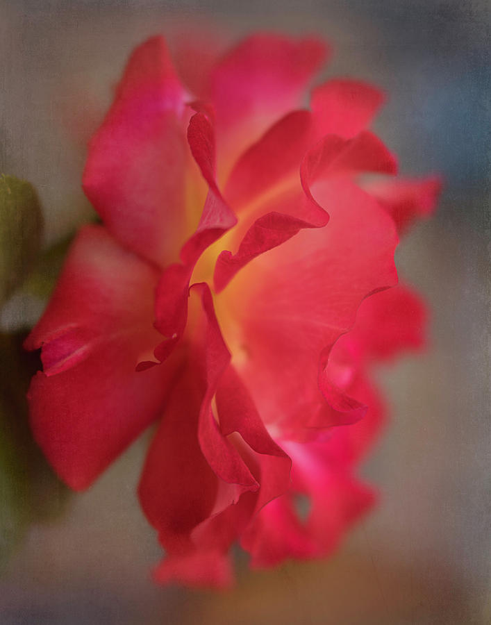 Garden Rose 8970 Photograph by Teresa Wilson