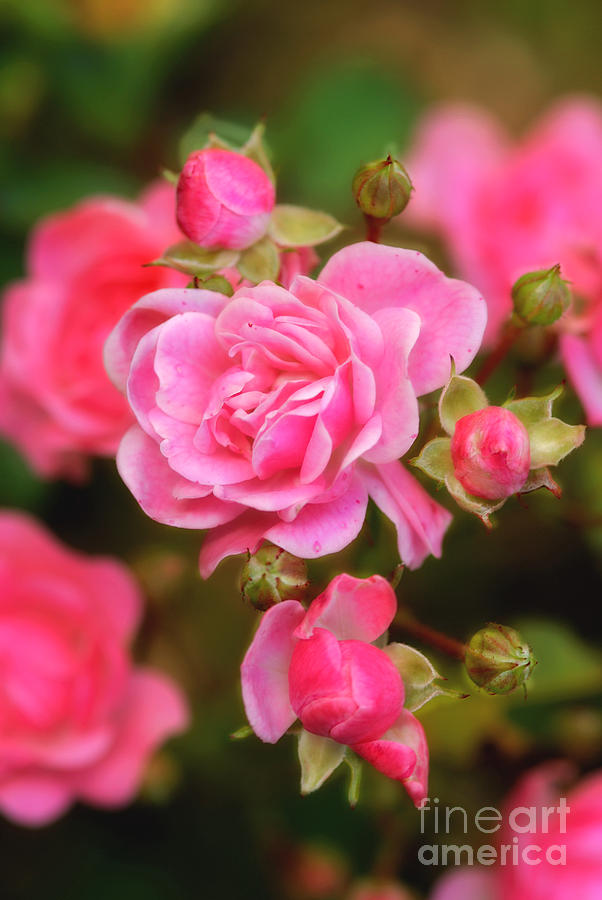 Garden Rose Photograph by Alana Ranney