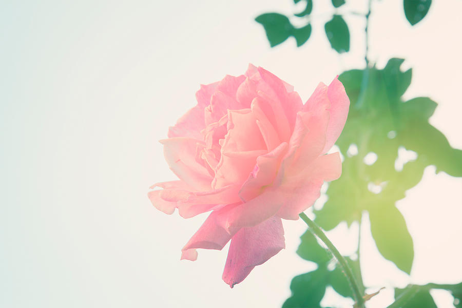 Garden Rose  Photograph by Anastasy Yarmolovich