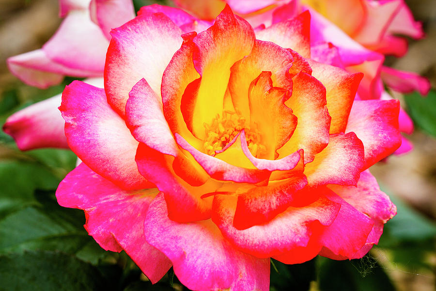 Garden Rose Beauty Photograph by Teri Virbickis
