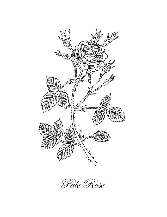 Garden Rose Botanical Drawing Black And White Drawing