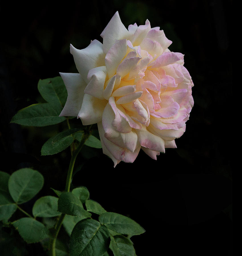 Garden Rose Photograph by Floyd Hopper