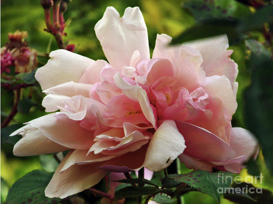 Garden Rose Photograph by Kim Tran
